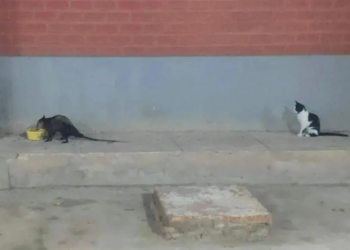 Foto de mucura sendo observada por gato na Ufac viraliza na internet
