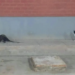 Foto de mucura sendo observada por gato na Ufac viraliza na internet