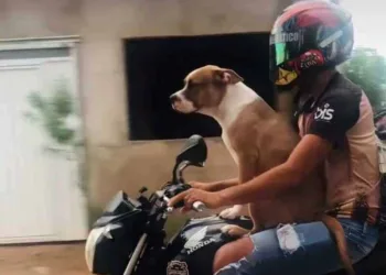 Jornalista flagra cachorro andando de moto em Rio Branco; veja o vídeo