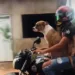 Jornalista flagra cachorro andando de moto em Rio Branco; veja o vídeo