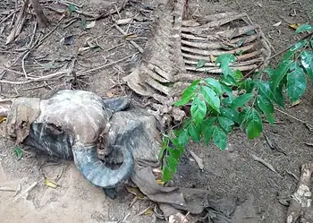 Bandidos matam animais e furtam carne de fazenda de família de ex-prefeito no Acre