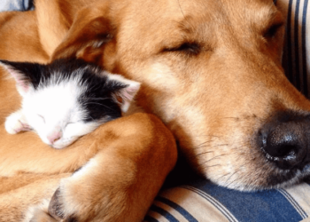 Projeto Amor Animal pede ajuda para continuar acolhendo cães e gatos abandonados em Rio Branco