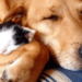 Projeto Amor Animal pede ajuda para continuar acolhendo cães e gatos abandonados em Rio Branco