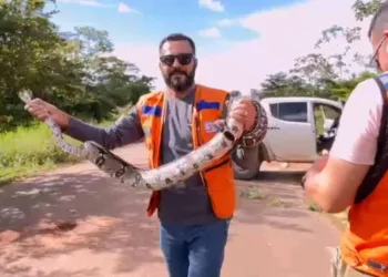 Cobra jiboia é encontrada no meio da rua em bairro de Rio Branco e 'rouba' a cena durante trabalho da Defesa Civil; veja o vídeo
