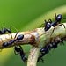 Formigas. Foto: Sandeep Handa/Pixabay