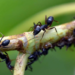 Formigas. Foto: Sandeep Handa/Pixabay