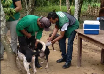 Prefeitura inicia campanha de vacinação antirrábica em comunidades ribeirinhas de Rio Branco