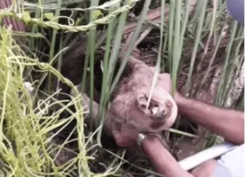 Moradores resgatam dois bichos-preguiça em enchente do Rio Acre; veja o vídeo