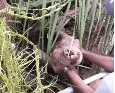 Moradores resgatam dois bichos-preguiça em enchente do Rio Acre; veja o vídeo
