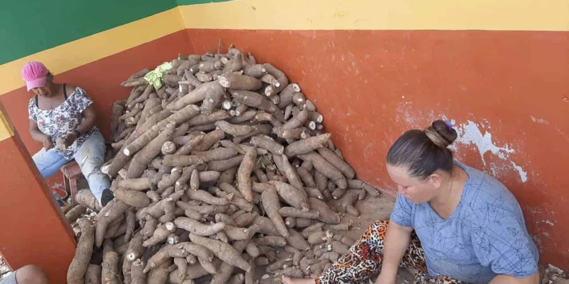 Famílias produtoras de mandioca do Projeto de Assentamento Caquetá trabalham em rítmo acelerado na produção de farinha a ser entregue na Seagri, para consumo nos abrigos de famílias atingidas pela alagação. Foto: cedida