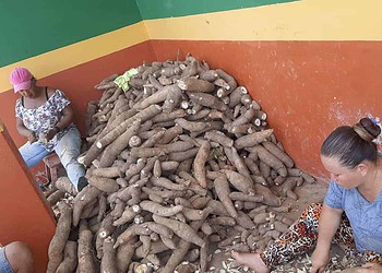 Famílias produtoras de mandioca do Projeto de Assentamento Caquetá trabalham em rítmo acelerado na produção de farinha a ser entregue na Seagri, para consumo nos abrigos de famílias atingidas pela alagação. Foto: cedida