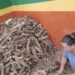 Famílias produtoras de mandioca do Projeto de Assentamento Caquetá trabalham em rítmo acelerado na produção de farinha a ser entregue na Seagri, para consumo nos abrigos de famílias atingidas pela alagação. Foto: cedida