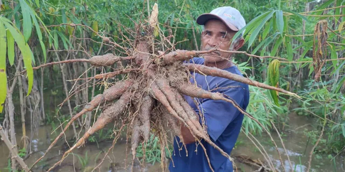 Agricultores perdem até 70% da produção com a cheia do Rio Acre e secretaria de Agricultura estima prejuízo de R$ 50 milhões