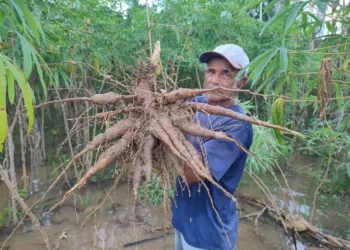 Agricultores perdem até 70% da produção com a cheia do Rio Acre e secretaria de Agricultura estima prejuízo de R$ 50 milhões