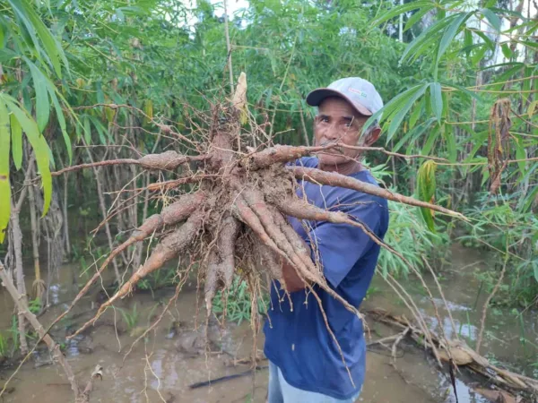 Agricultores perdem até 70% da produção com a cheia do Rio Acre e secretaria de Agricultura estima prejuízo de R$ 50 milhões