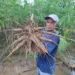 Agricultores perdem até 70% da produção com a cheia do Rio Acre e secretaria de Agricultura estima prejuízo de R$ 50 milhões