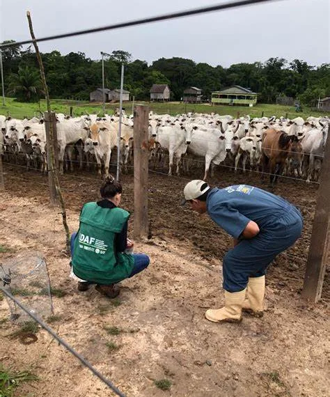 Acre registra casos de raiva no interior; mais de 50 animais já morreram