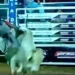 Peão acreano é pisoteado por touro durante competição em São Paulo