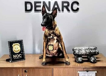 Cão policial encontra mais de 2kg de folha de coca em caixa nos Correios de Rio Branco