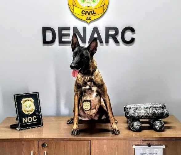 Cão policial encontra mais de 2kg de folha de coca em caixa nos Correios de Rio Branco