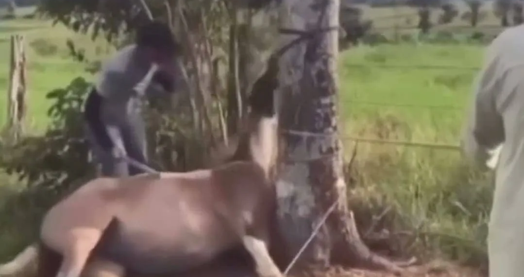 Vídeo de homem batendo em égua viraliza e polícia identifica agressores