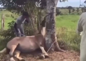 Vídeo de homem batendo em égua viraliza e polícia identifica agressores