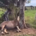 Vídeo de homem batendo em égua viraliza e polícia identifica agressores