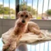 Projeto vai oferecer consulta e castração gratuitas a animais de tutores de baixa renda