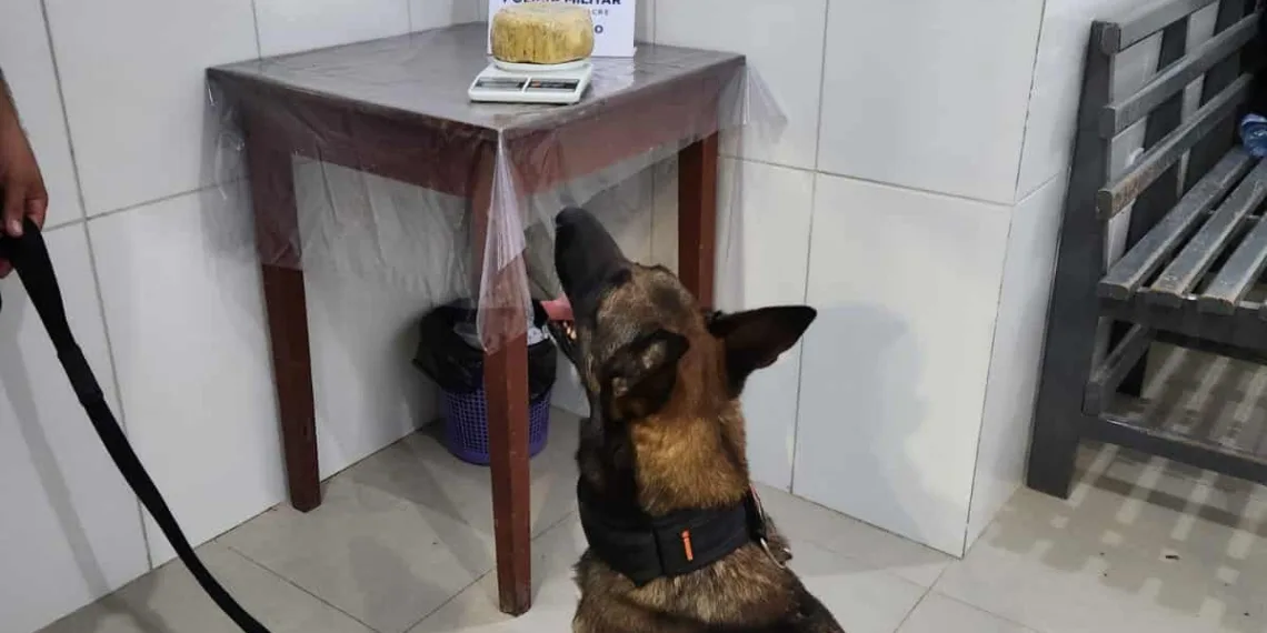 Cão policial encontra mais de 1kg de droga em caminhonete; um homem é preso