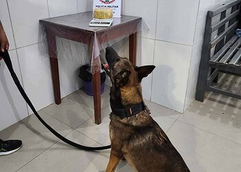 Cão policial encontra mais de 1kg de droga em caminhonete; um homem é preso