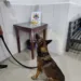 Cão policial encontra mais de 1kg de droga em caminhonete; um homem é preso