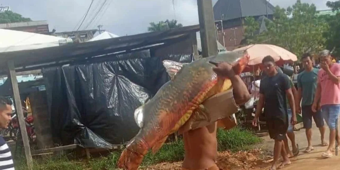Morador do Juruá fisga peixe de quase 80 quilos no Rio Môa