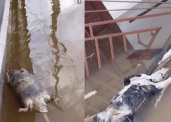 Influenciadora filma animais mortos flutuando em rua inundada e pede que medidas sejam tomadas