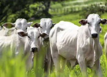 Trio envolvido em golpe de compra de gado no Acre é condenado pela Justiça
