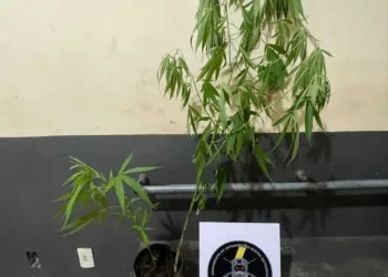 Adolescente é apreendido pela PM cultivando pés de maconha em Cruzeiro do Sul
