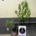 Adolescente é apreendido pela PM cultivando pés de maconha em Cruzeiro do Sul
