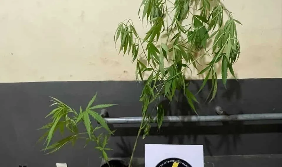 Adolescente é apreendido pela PM cultivando pés de maconha em Cruzeiro do Sul