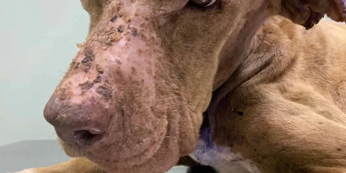 Com três casos críticos, Projeto Amor Animal pede ajuda para manter o trabalho de resgate em Rio Branco