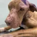 Com três casos críticos, Projeto Amor Animal pede ajuda para manter o trabalho de resgate em Rio Branco