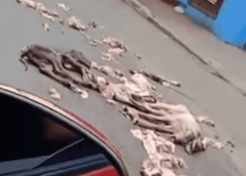 'Corpos de bezerrinhos', denuncia ativista sobre resto de animais caídos em rua de Rio Branco
