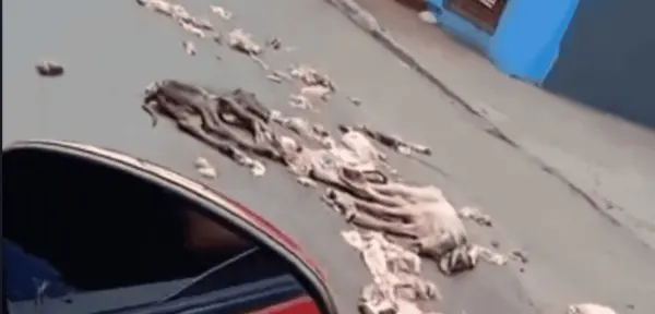 'Corpos de bezerrinhos', denuncia ativista sobre resto de animais caídos em rua de Rio Branco