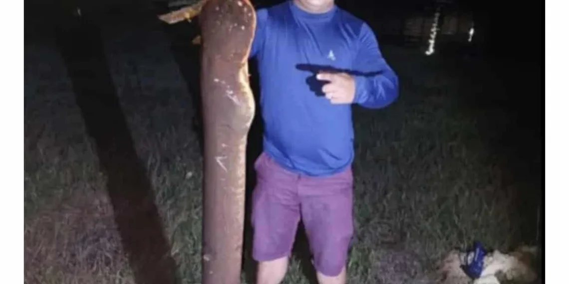 Peixe elétrico de cerca de 2 metros e quase 20 quilos é capturado no Igarapé Preto, em Cruzeiro do Sul