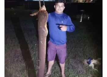 Peixe elétrico de cerca de 2 metros e quase 20 quilos é capturado no Igarapé Preto, em Cruzeiro do Sul