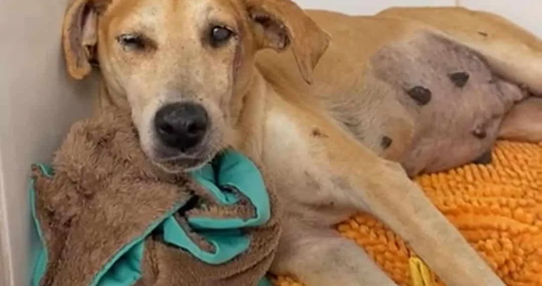 Projeto Amor Animal pede ajuda para custear cirurgia de cadela grávida que foi atropelada