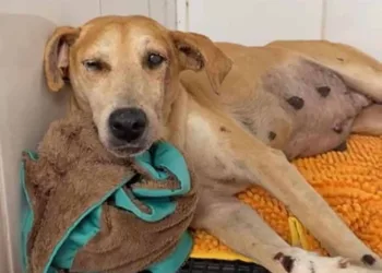 Projeto Amor Animal pede ajuda para custear cirurgia de cadela grávida que foi atropelada