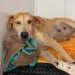 Projeto Amor Animal pede ajuda para custear cirurgia de cadela grávida que foi atropelada