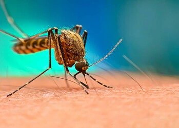 Acre reduziu 83% dos casos de malária em cinco anos, mostra levantamento