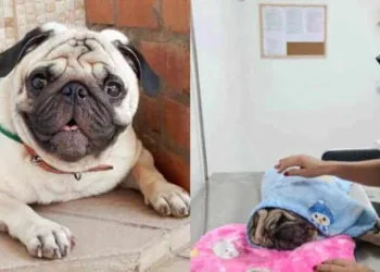 ‘Ele foi cozido’, diz família de cachorro que morreu após ser esquecido dentro de carro por dona de creche de animais