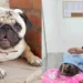 ‘Ele foi cozido’, diz família de cachorro que morreu após ser esquecido dentro de carro por dona de creche de animais