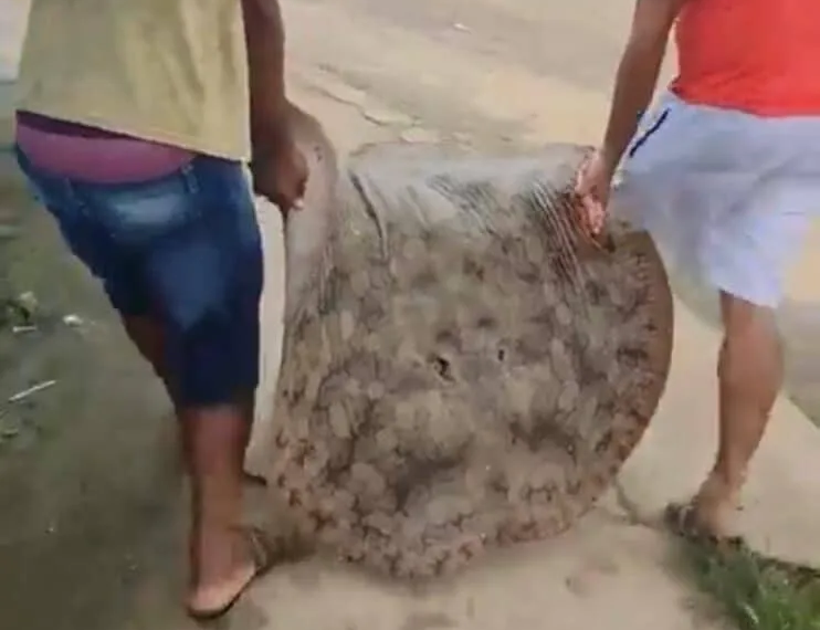 Arraia de mais de 50kg é capturada em rio no interior do Acre